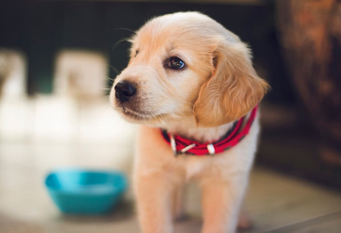 Cachorro protegido con seguro para mascotas
