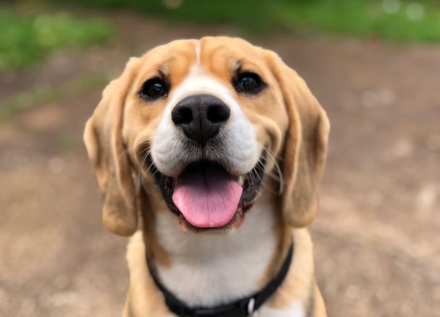 Perro en adopción mirando a cámara