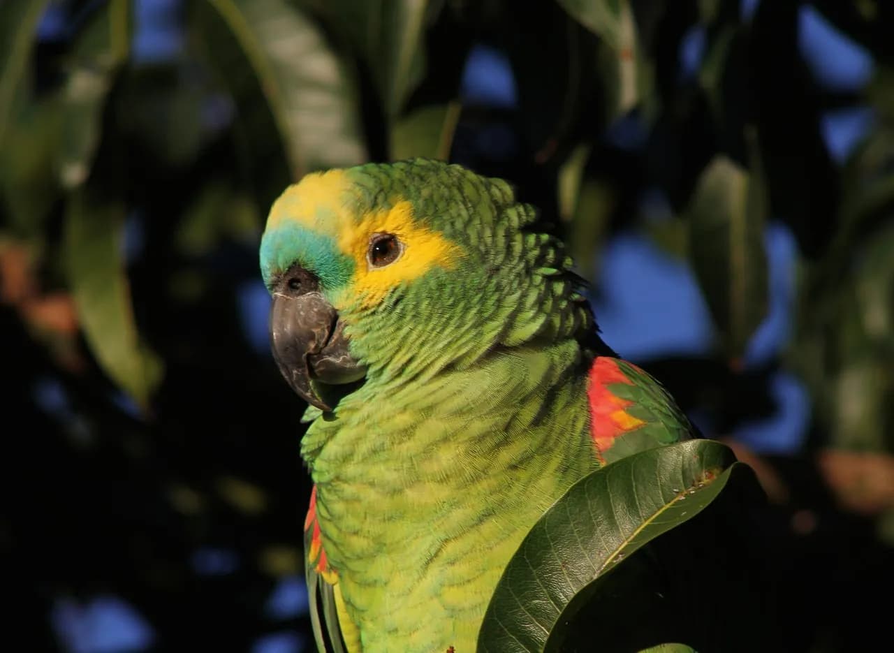 Amazonas Frente Azul