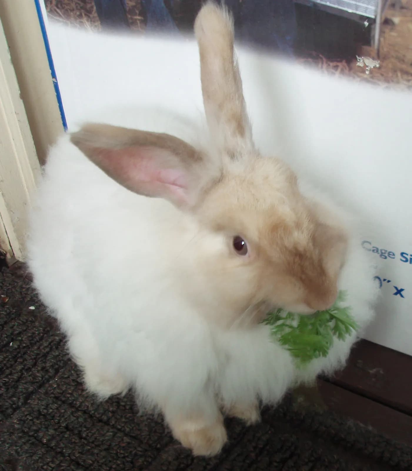 Angora Francés