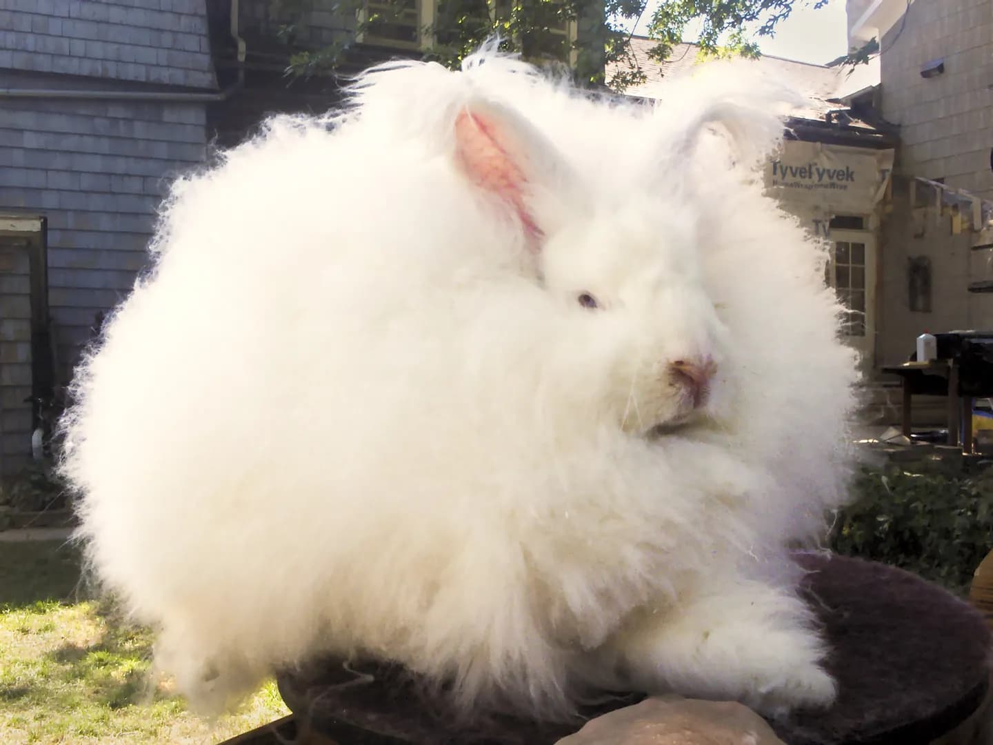 Angora Gigante