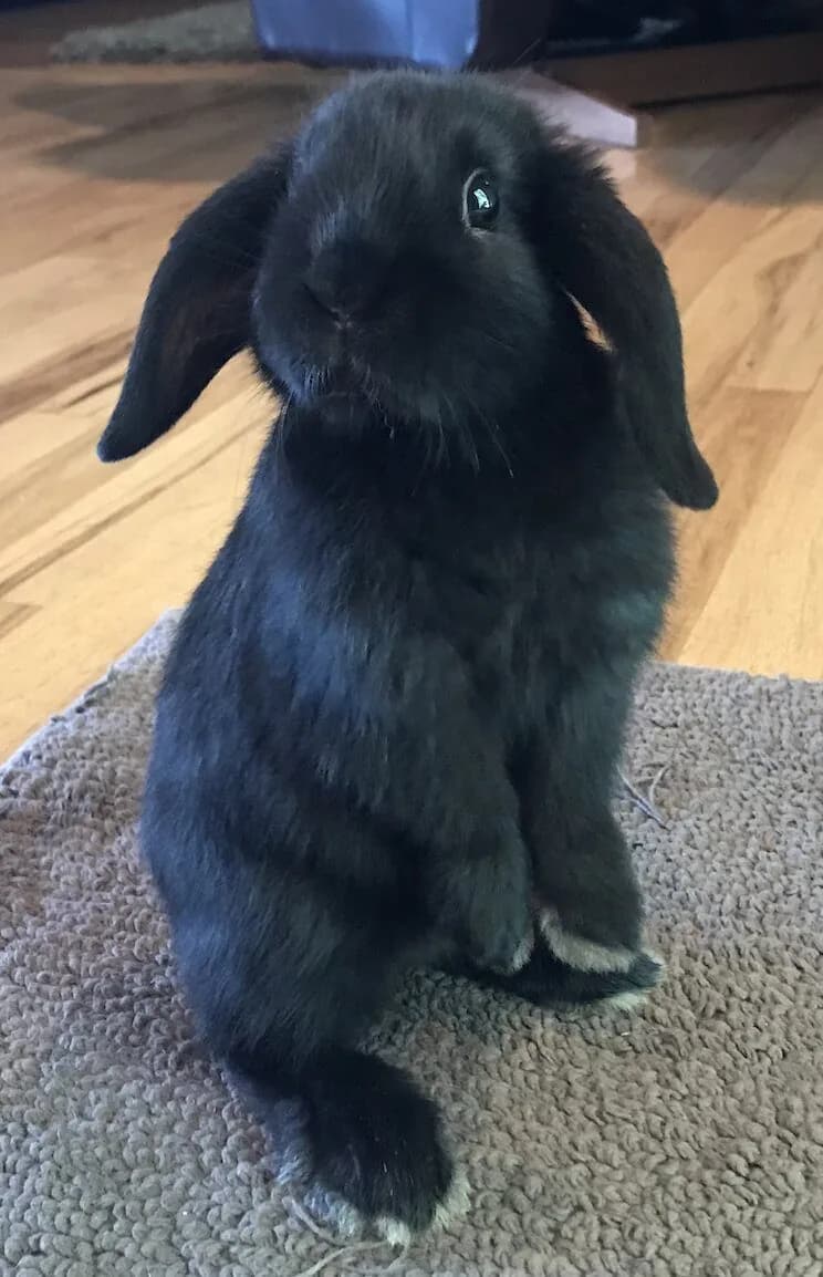 Bélier Holandés (Holland Lop)