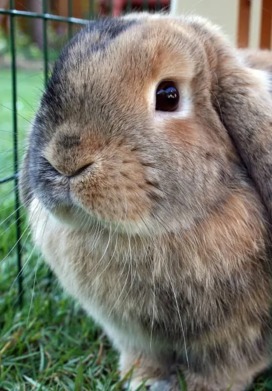 Belier Mini Lop