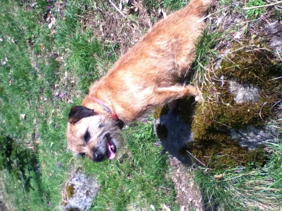 Border Terrier