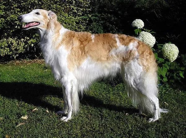 Borzoi (Galgo Ruso)