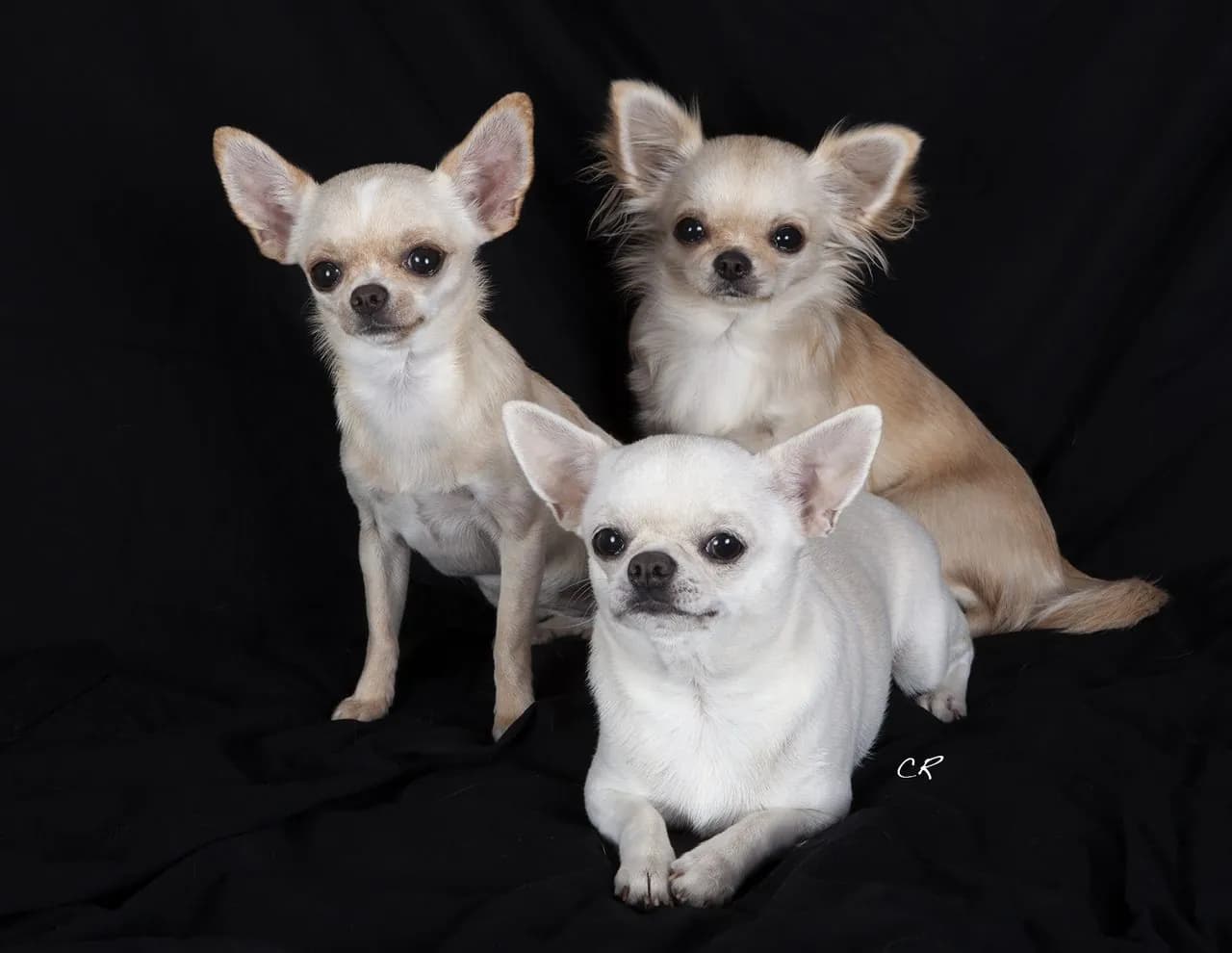 Chihuahua marrón claro