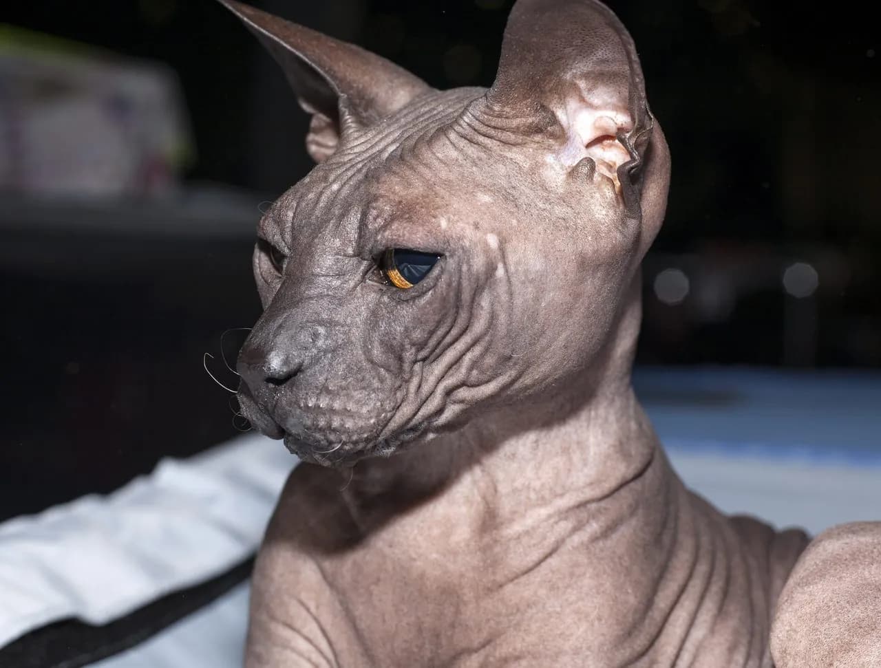 Don Sphynx