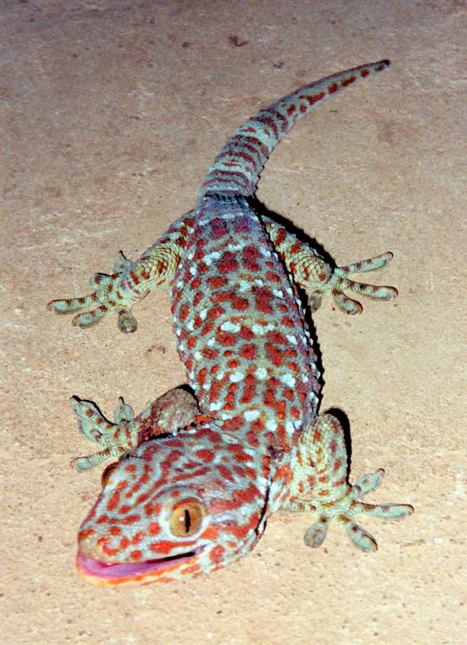 Gecko Tokay