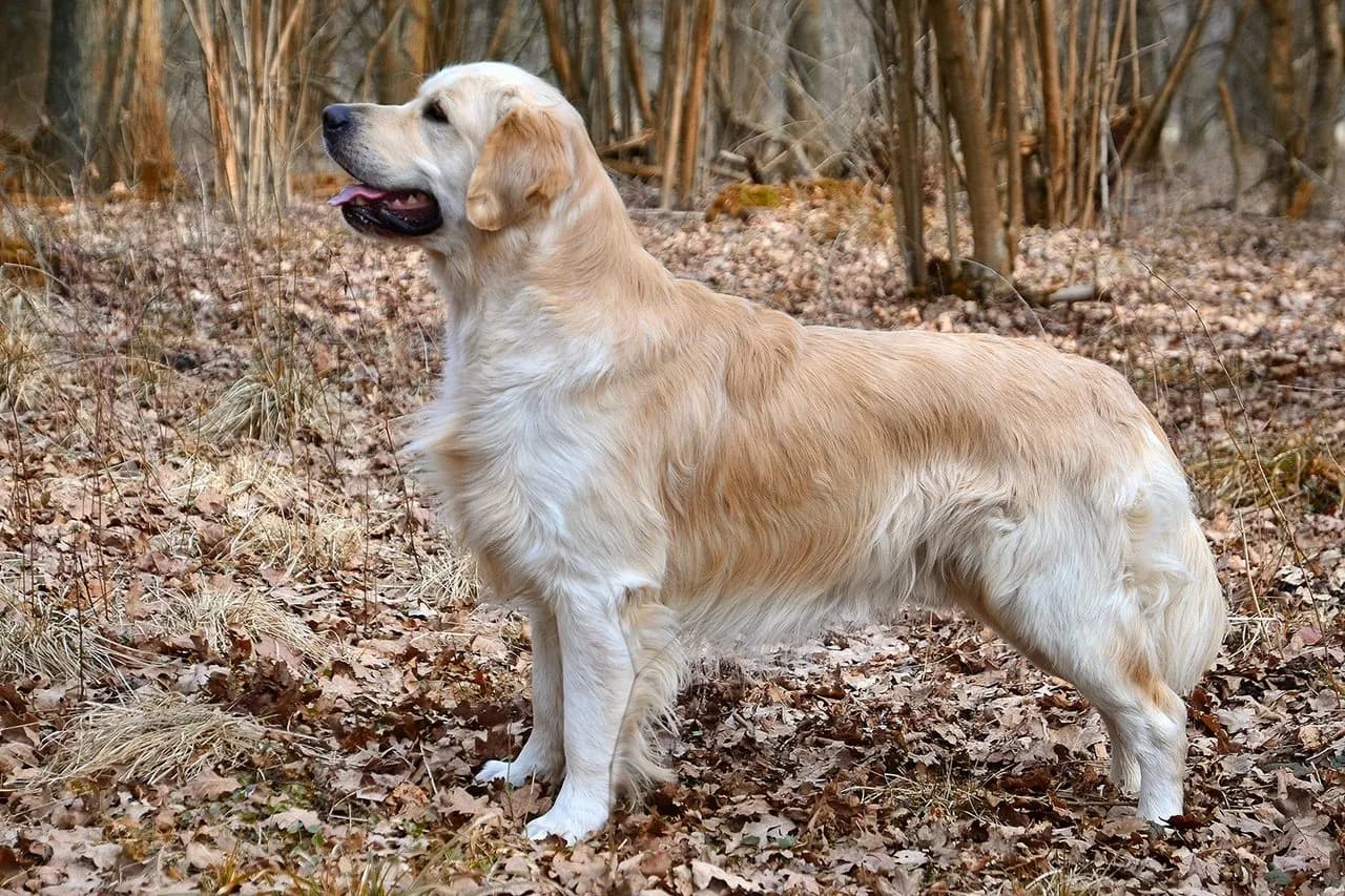 Golden retriever adulto