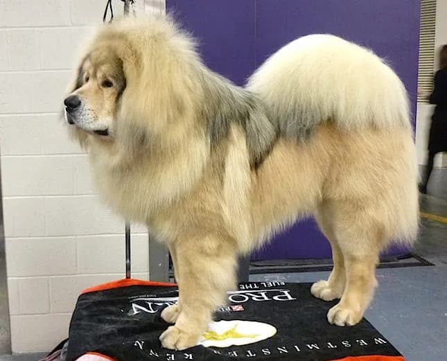 Mastín Tibetano