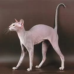 Peterbald