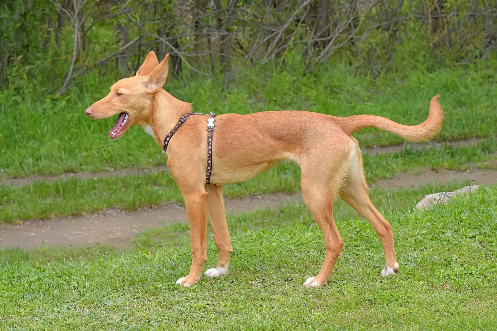 Podenco ibicenco joven de perfil