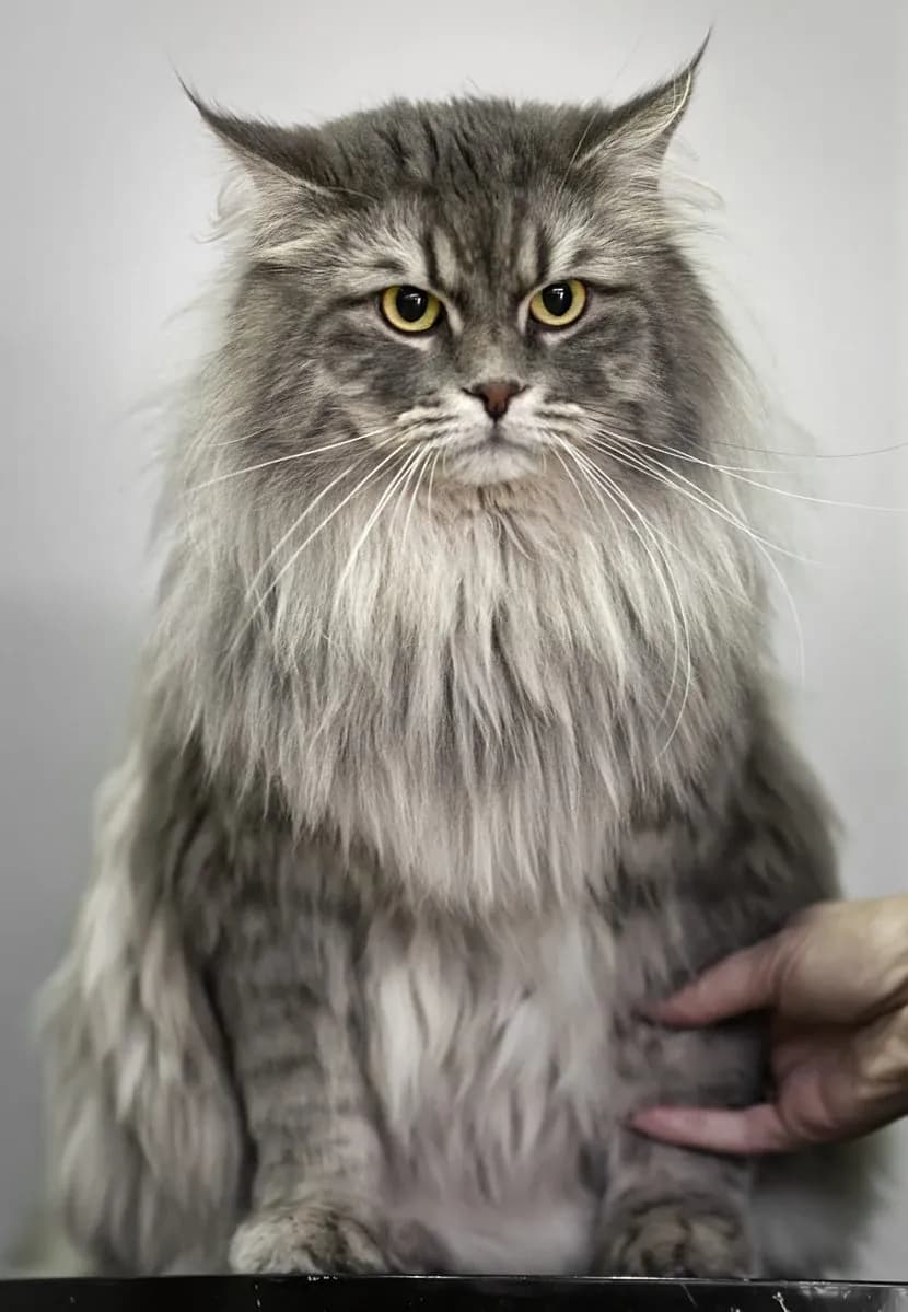 Siberiano