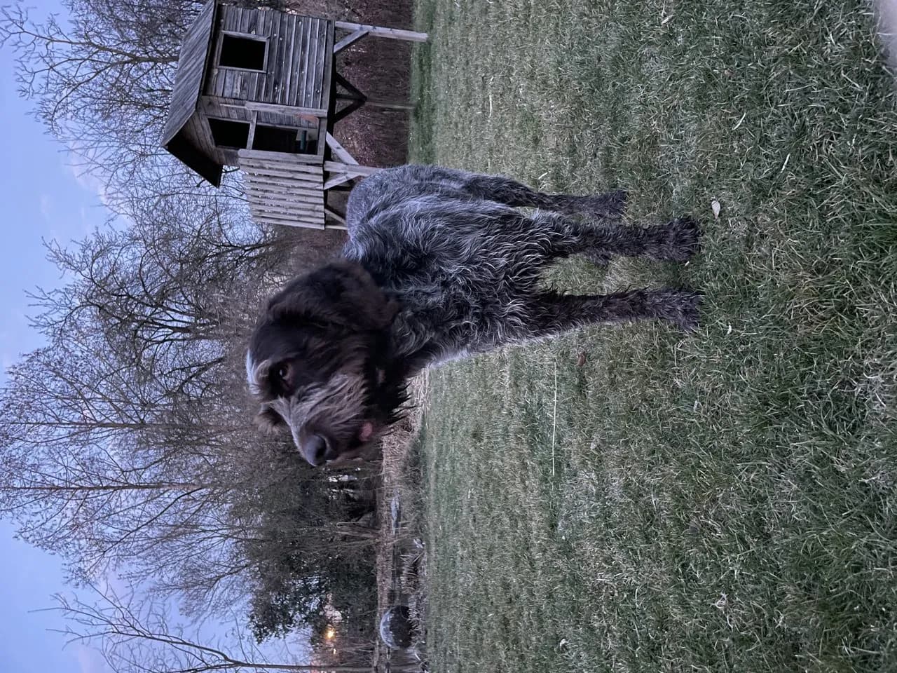 Spinone Italiano