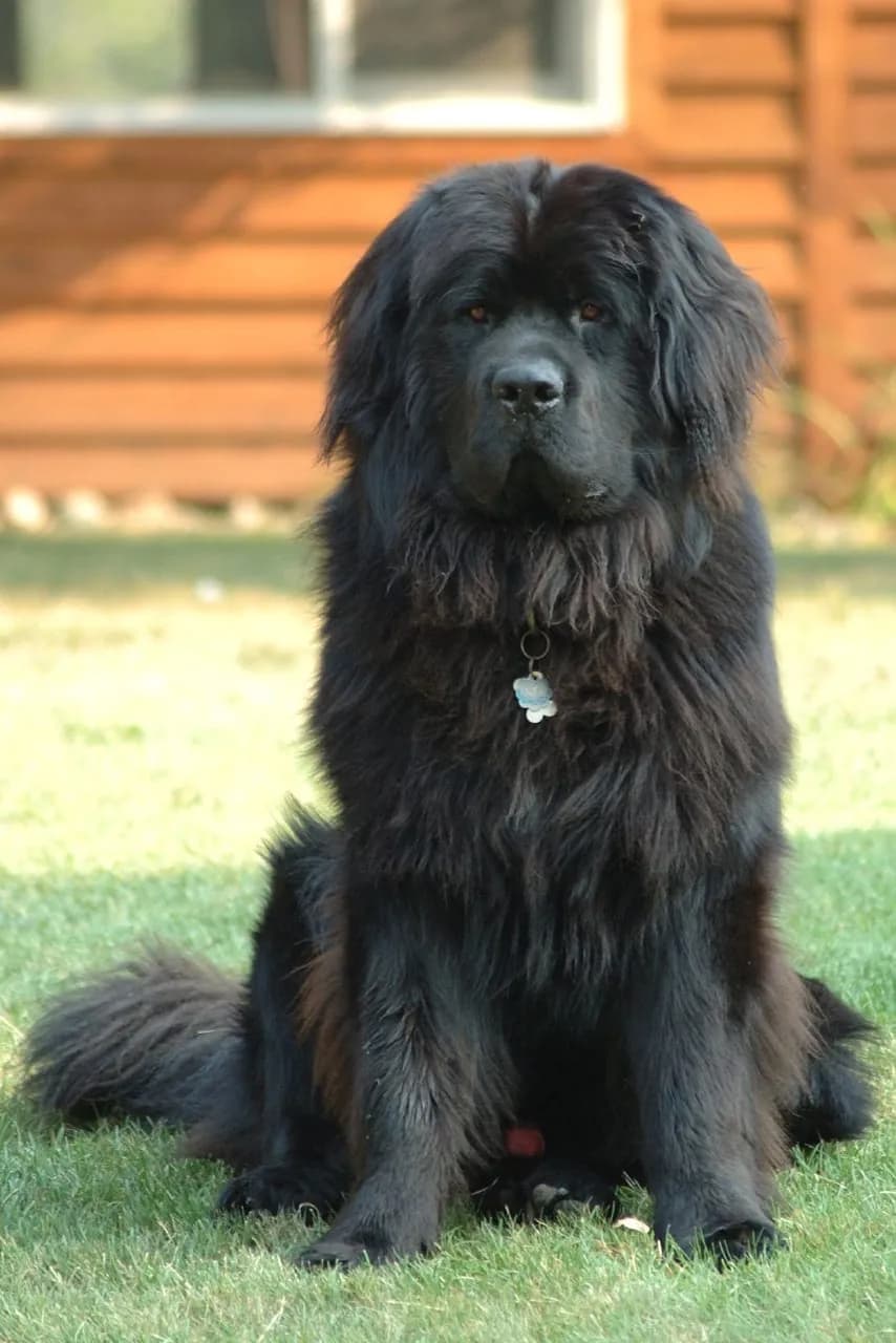 Terranova (Newfoundland)