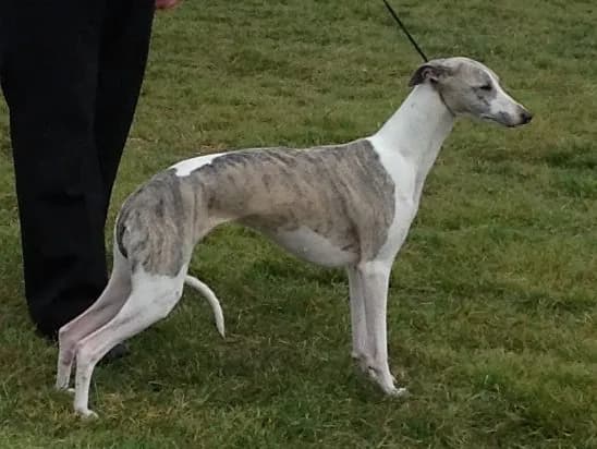 Whippet