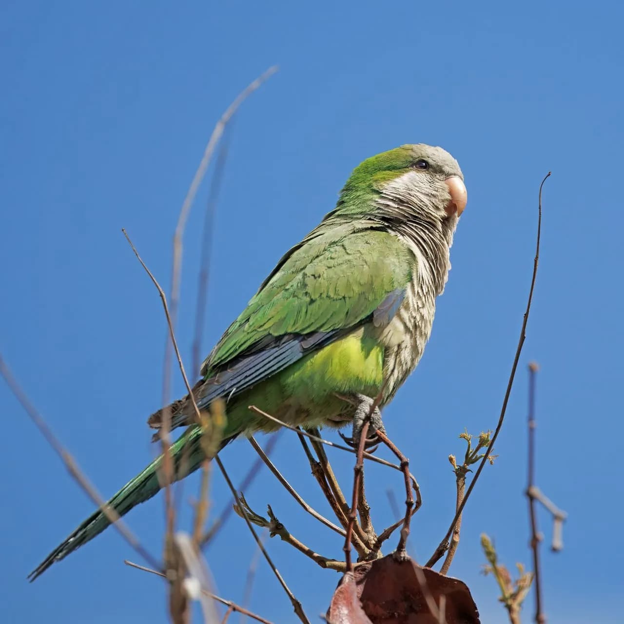Quaker (Monk Parakeet)