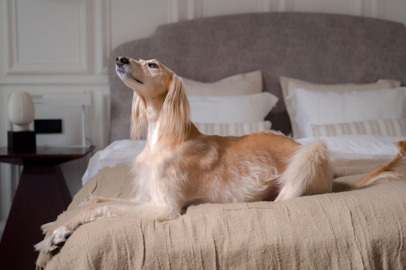 Gos descansant còmode en un hotel per a mascotes