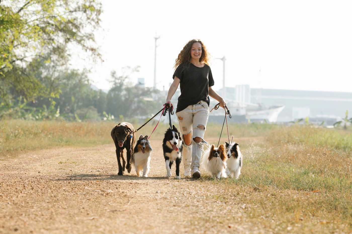 Dog walker professionista con un cane